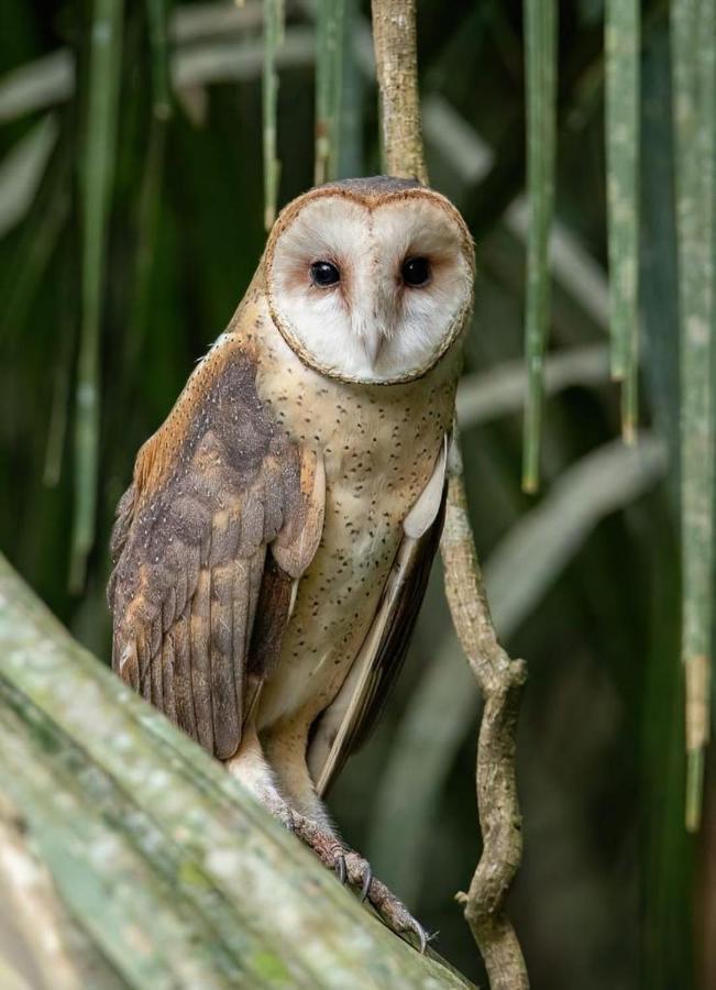 Green Diamond Amazon Lodge Puerto Maldonado Zewnętrze zdjęcie